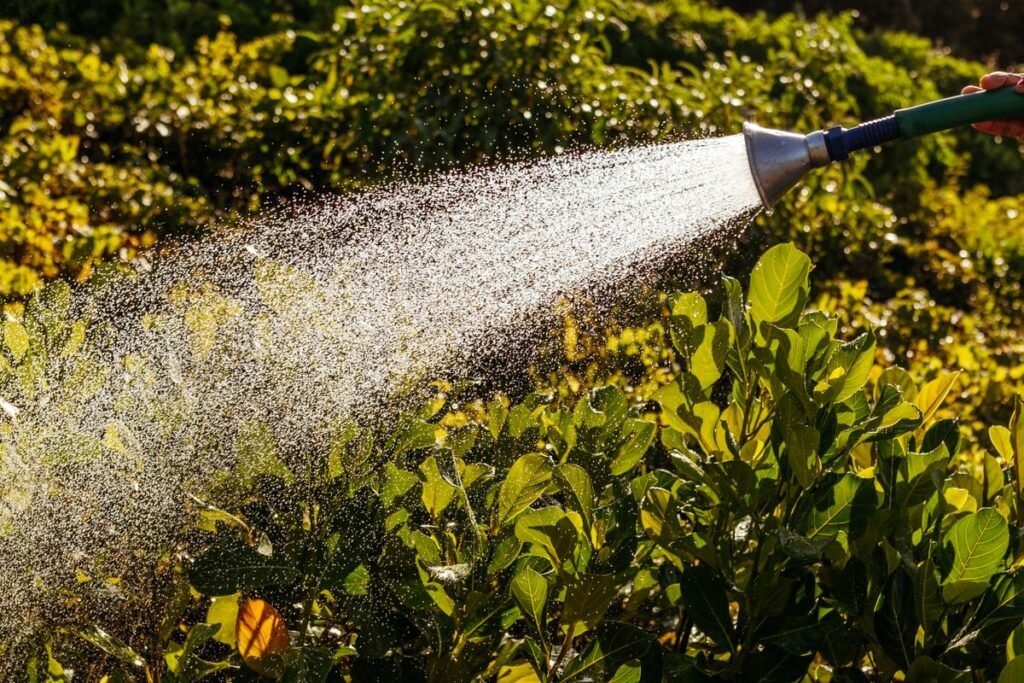 Arrosage de plantes avec un tuyau de jardin