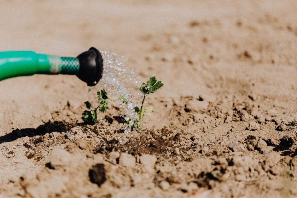 Arrosage d'une plante avec un tuyau